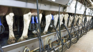Vacas exploradas pela indústria do leite