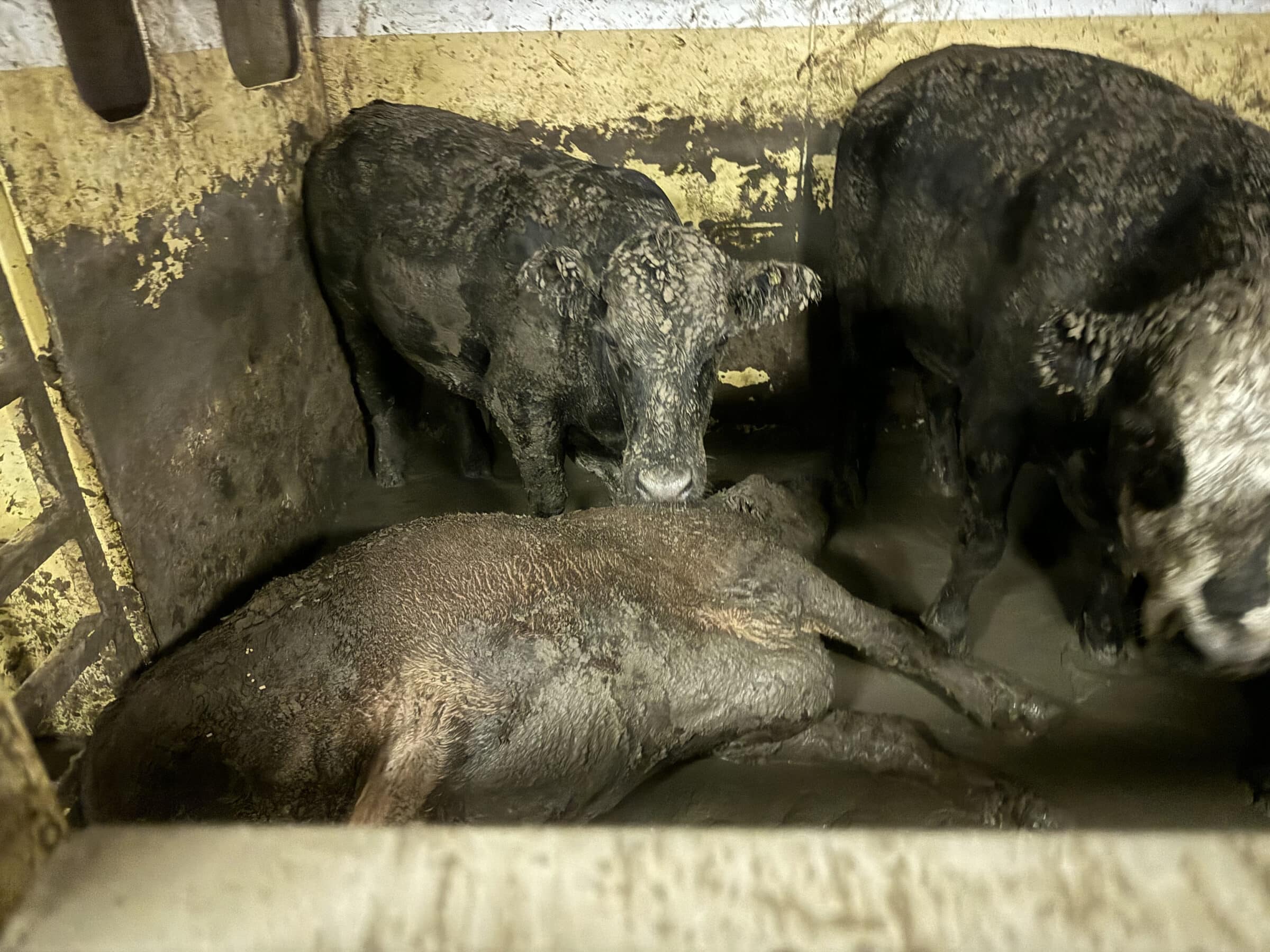 Embarque de animais vivos