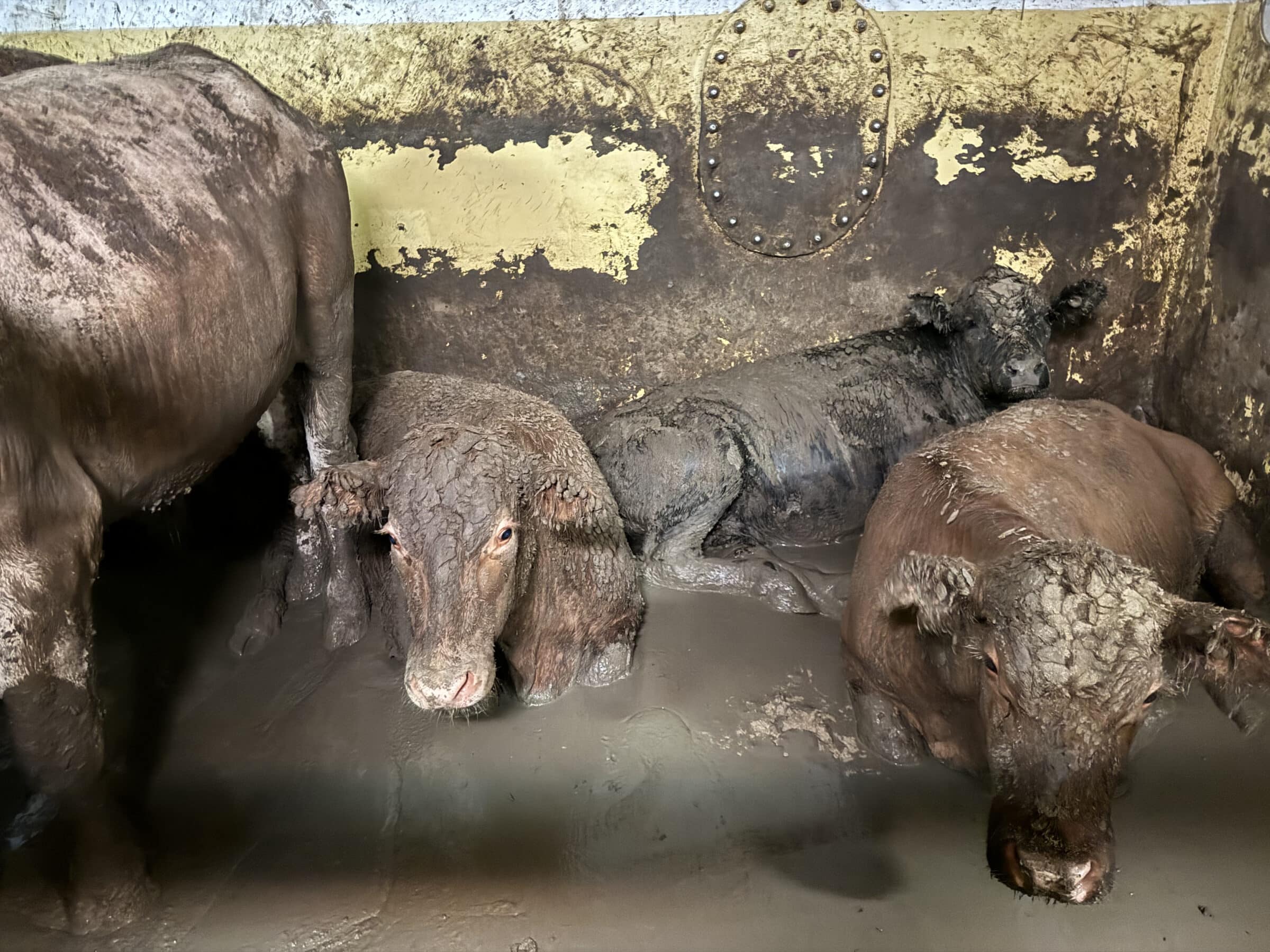 Exportação de animais vivos