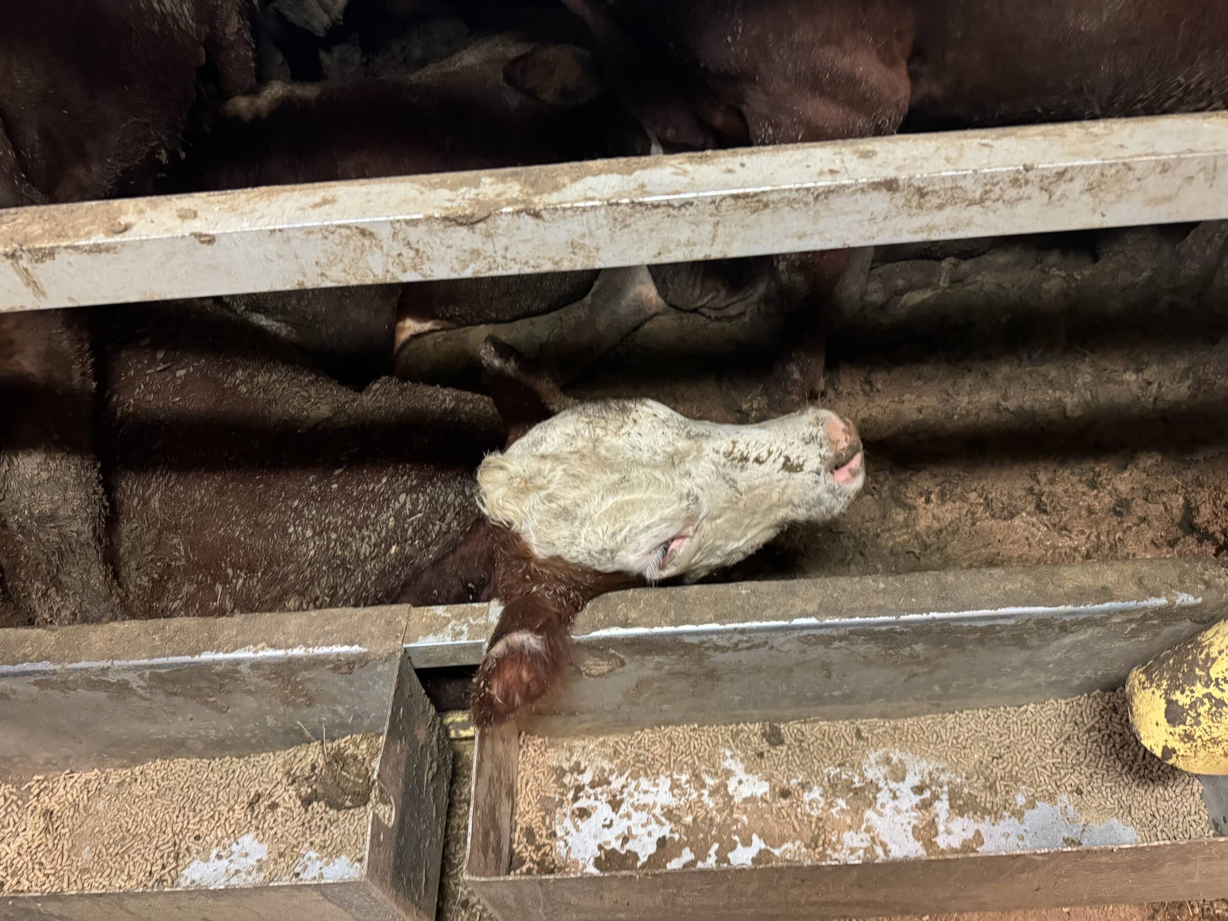 Navio com animais feridos e doentes