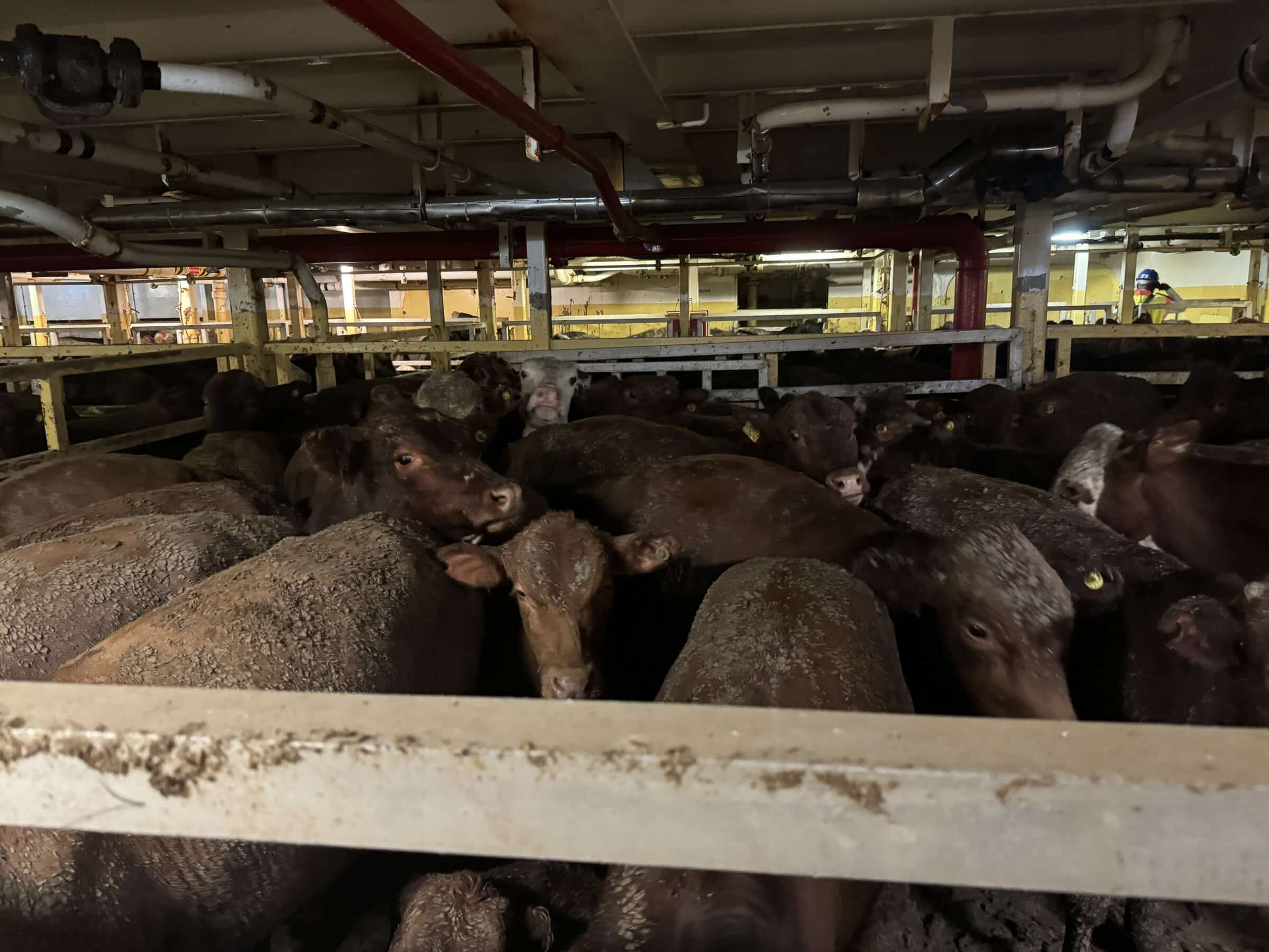 Bovinos brasileiros na Cidade do Cabo