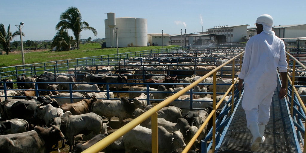 o trabalho na indústria da carne