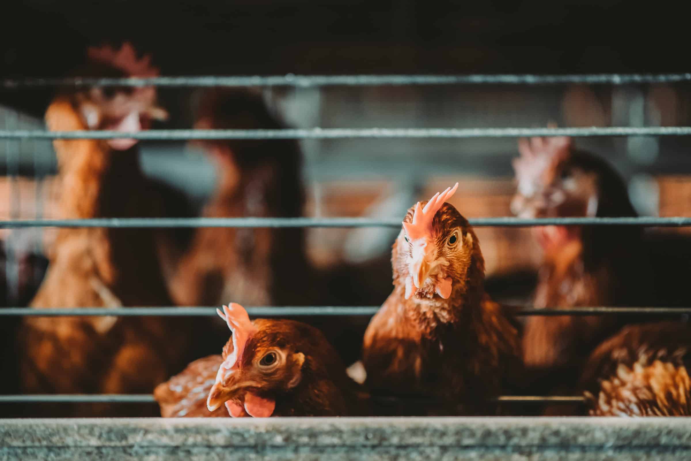 gallinas confinadas en jaulas 