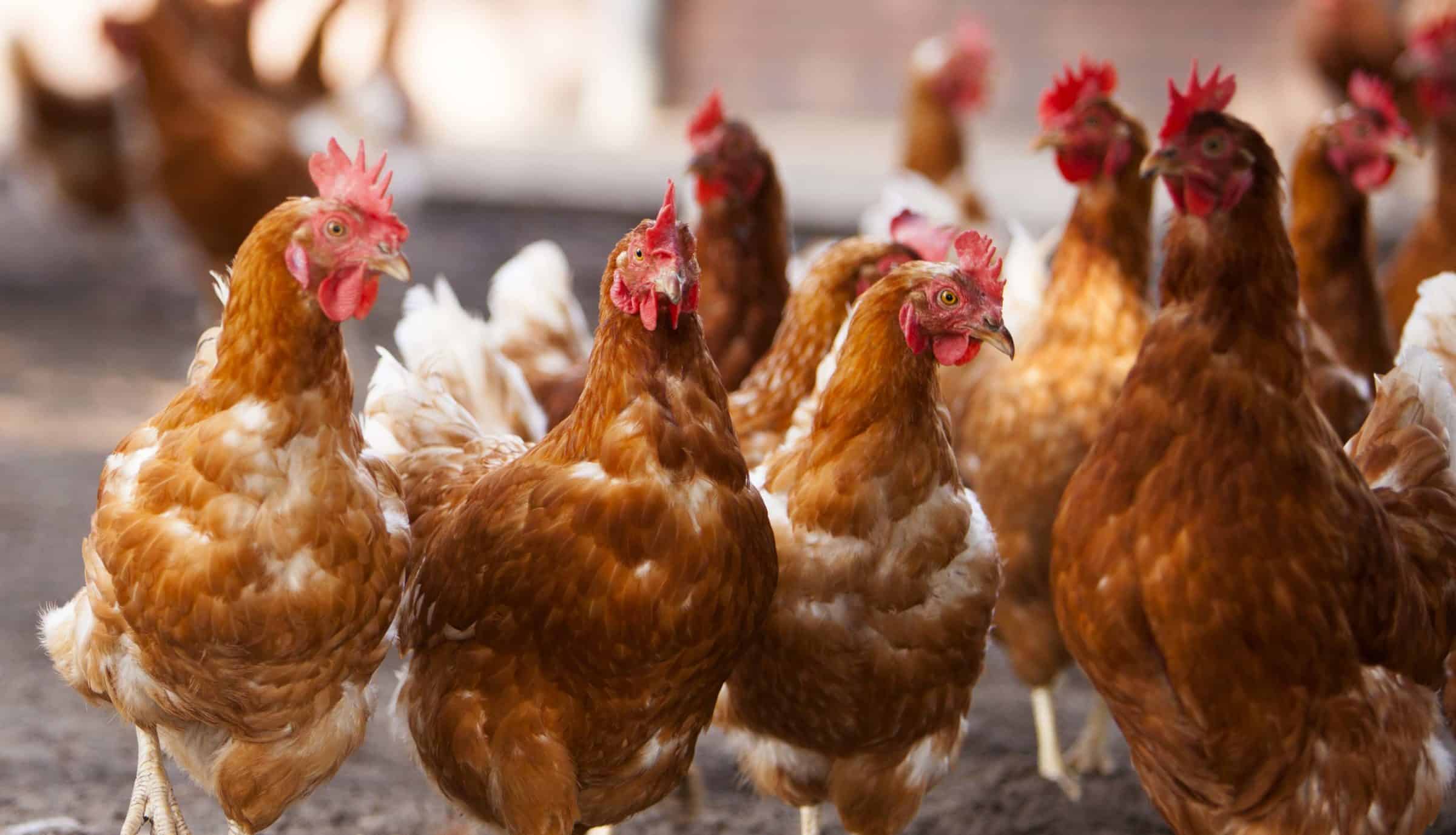 gallinas de libre pastoreo