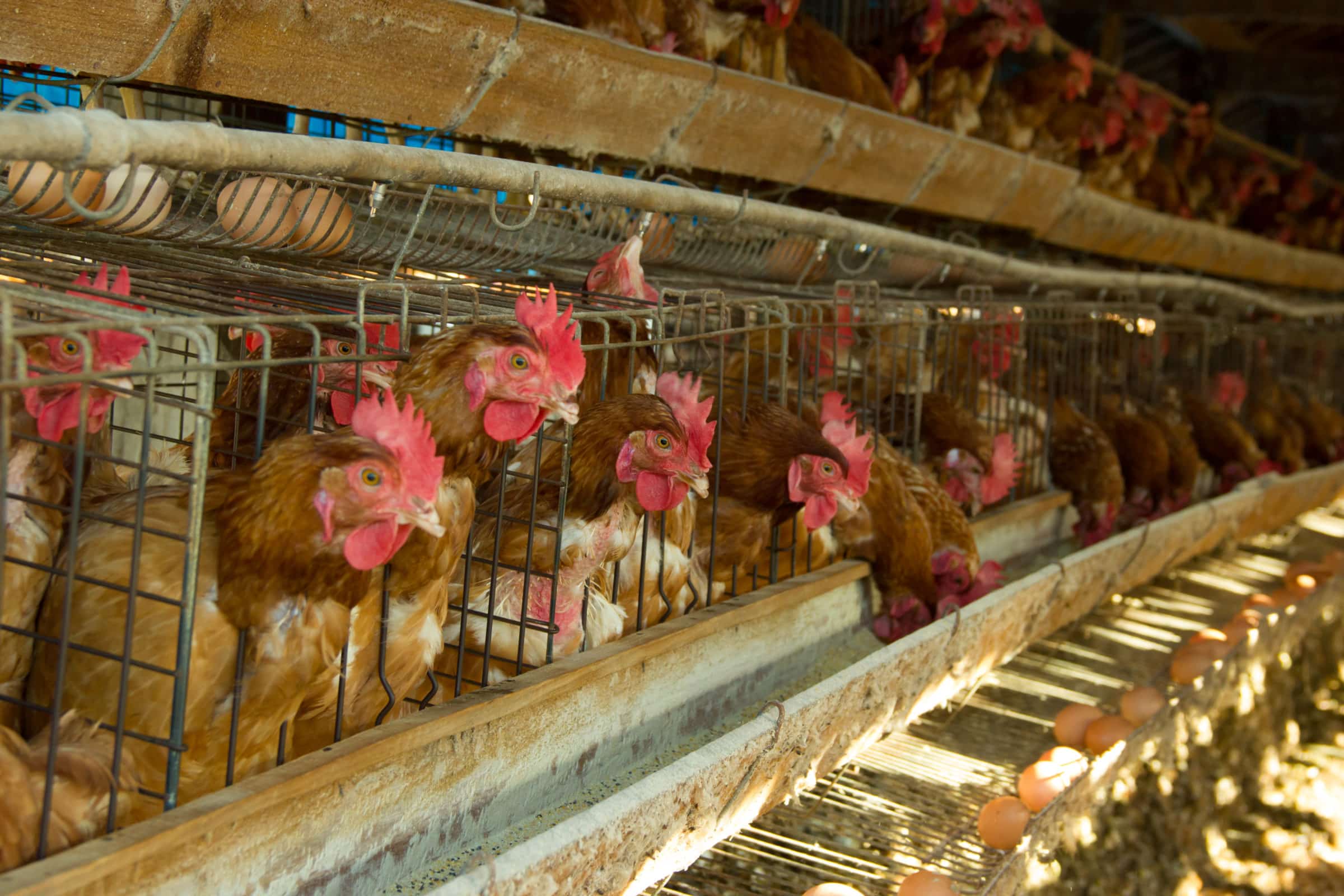 gallinas hacinadas en jaulas