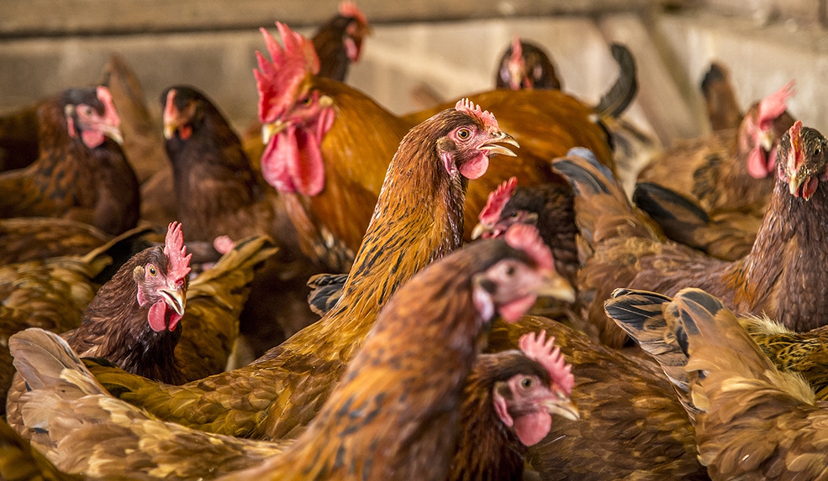 Grupo de gallinas de libre pastoreo