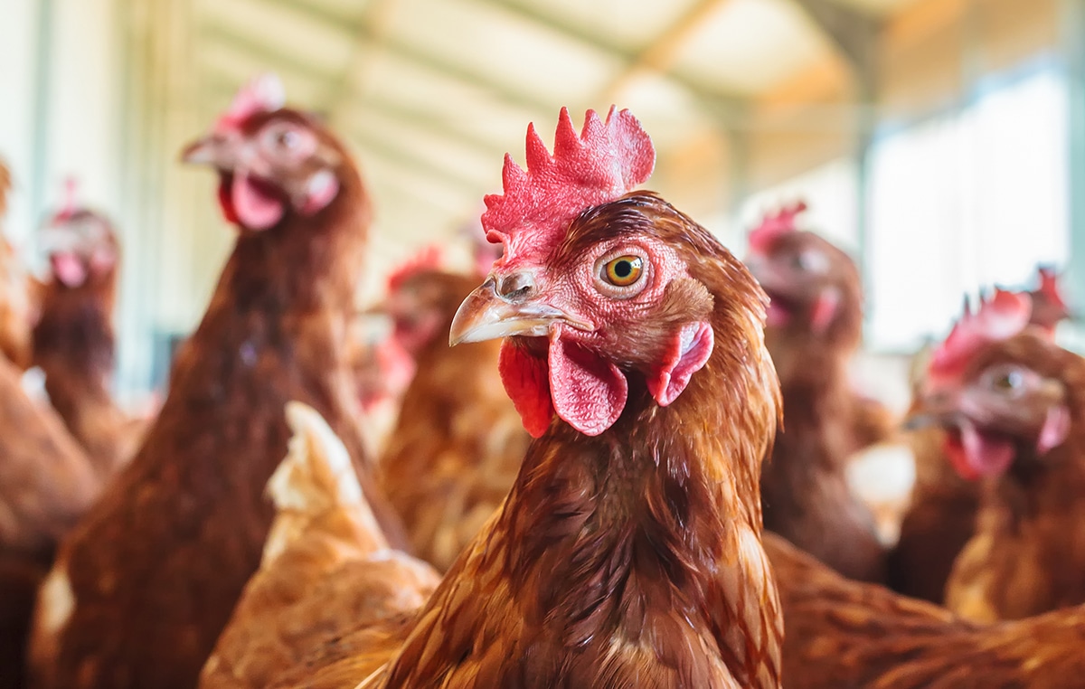 Gallina en aviario