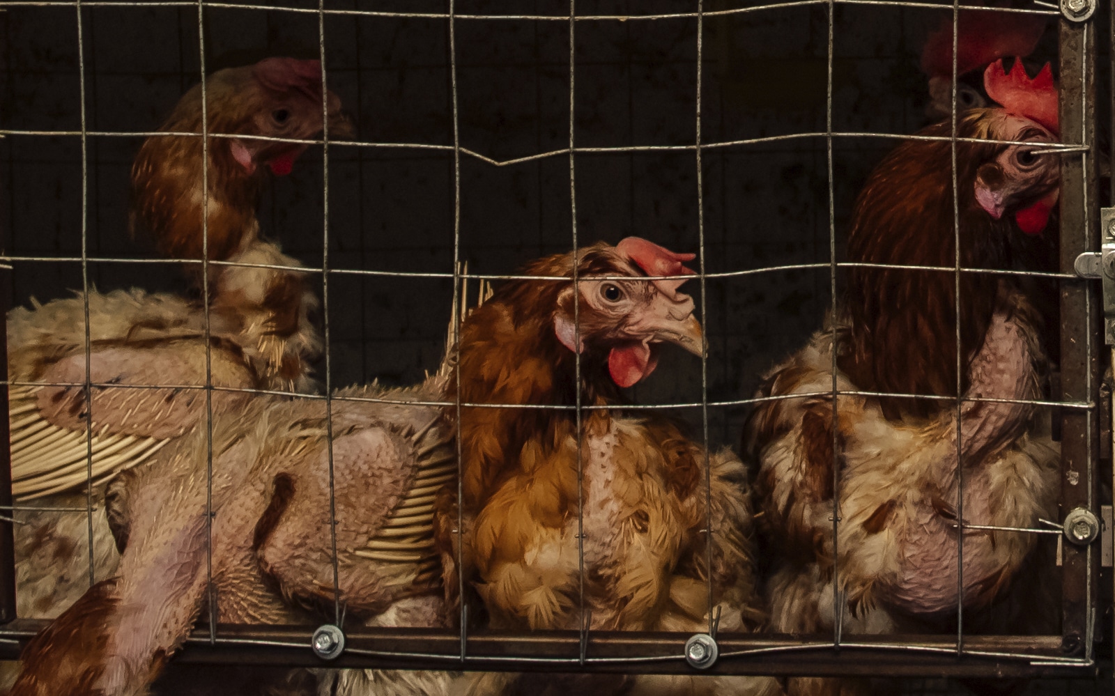 gallinas enjauladas en granja industrial