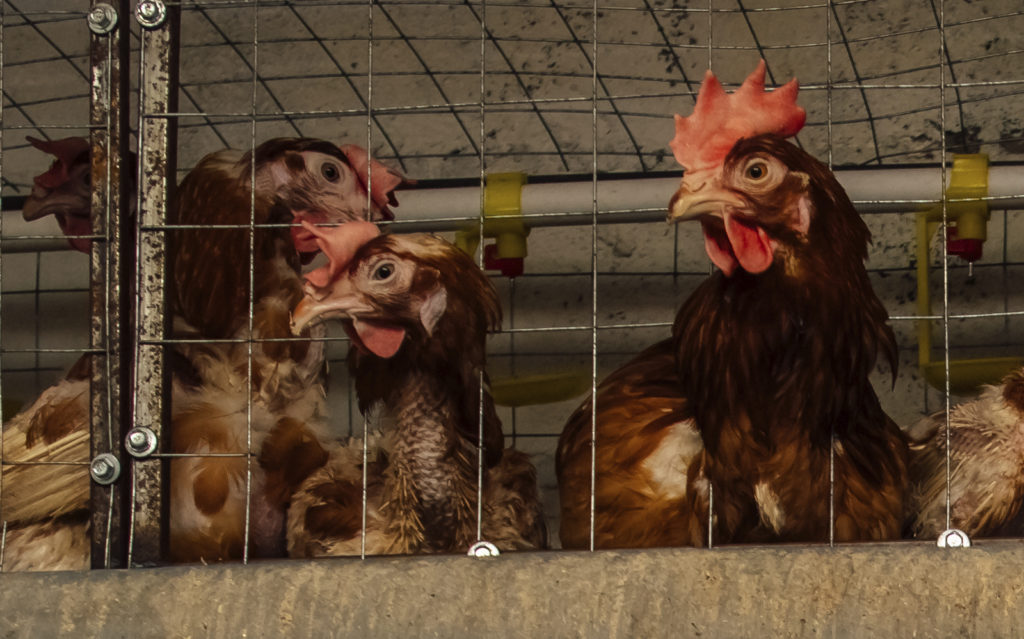 gallinas hacinadas en jaulas