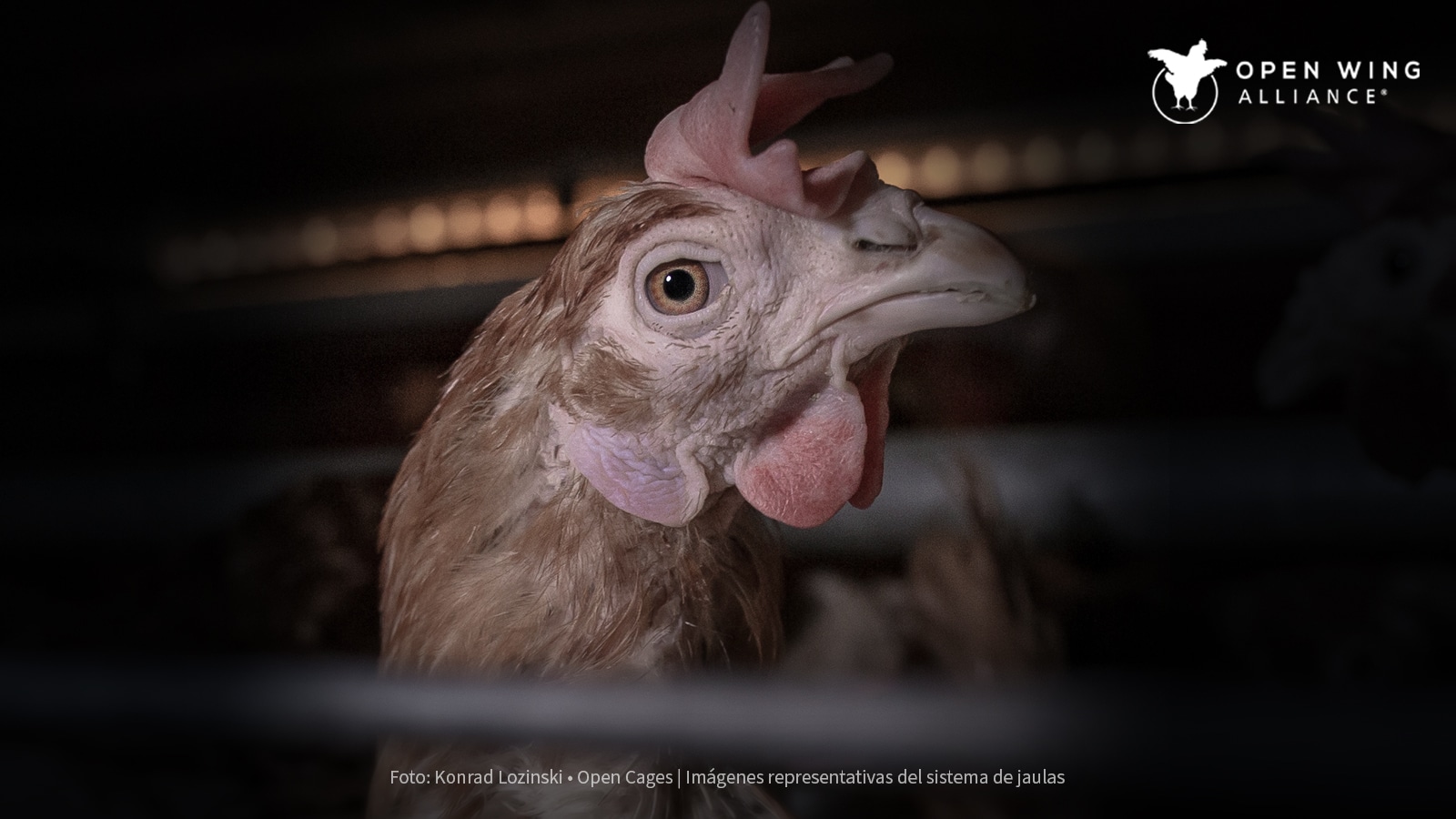gallina enjaulada