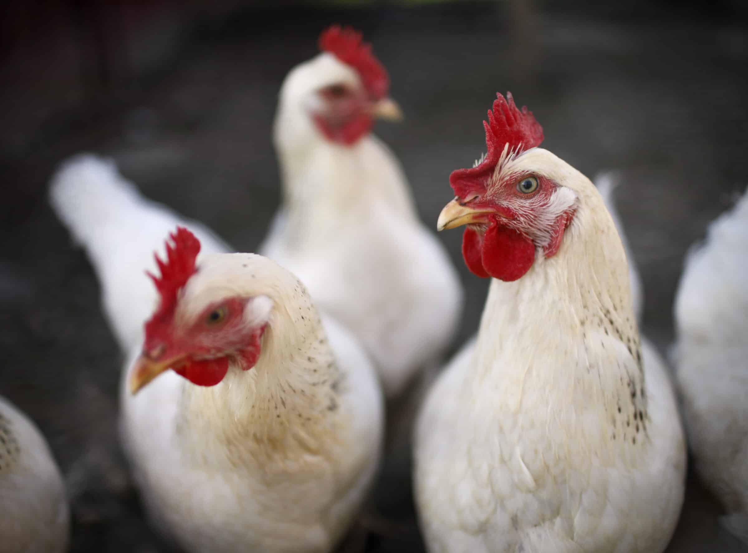 gallinas libres de jaula 