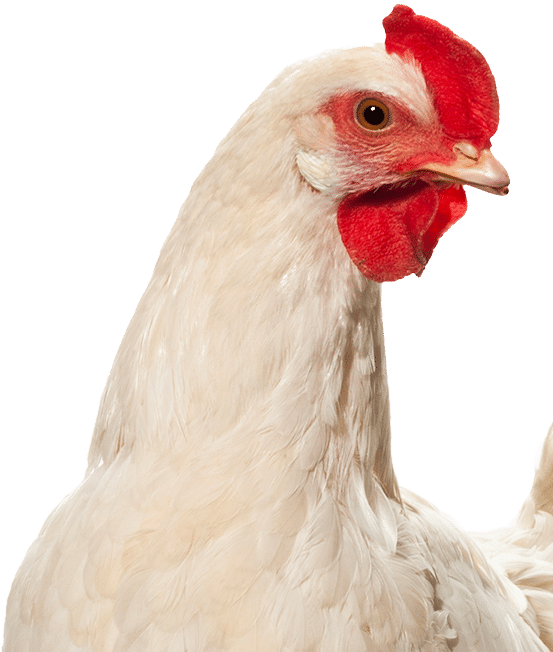 hen-mobile