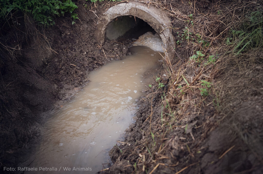 Agua contaminada por granja industrial