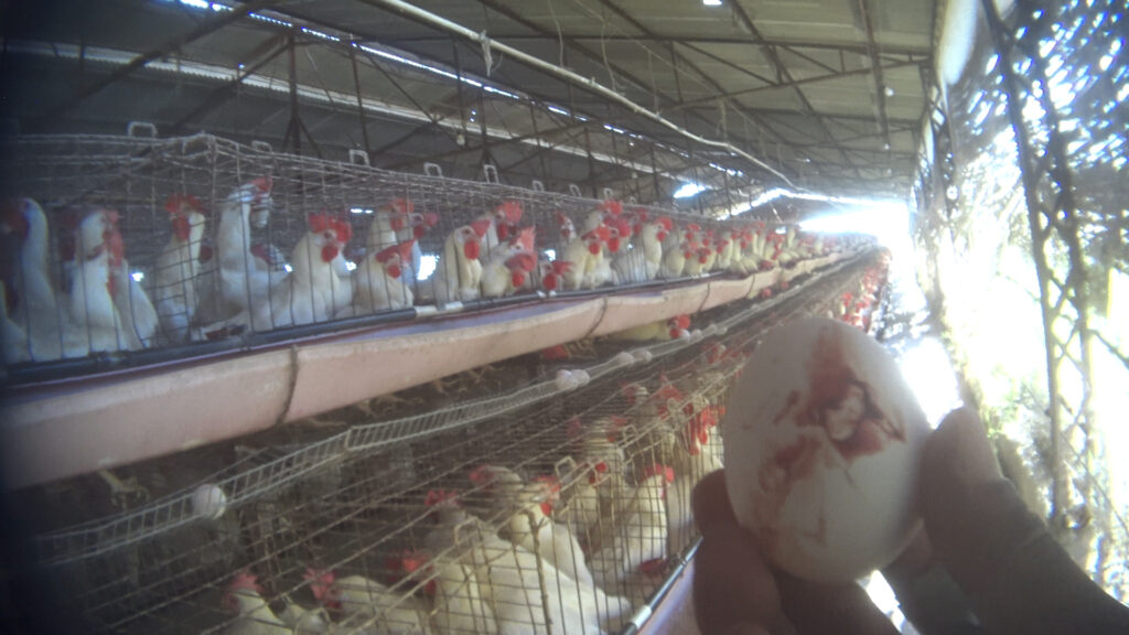 Gallinas enjauladas en una granja industrial de huevos