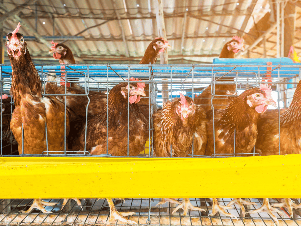 Egg Industry in India - Mercy For Animals