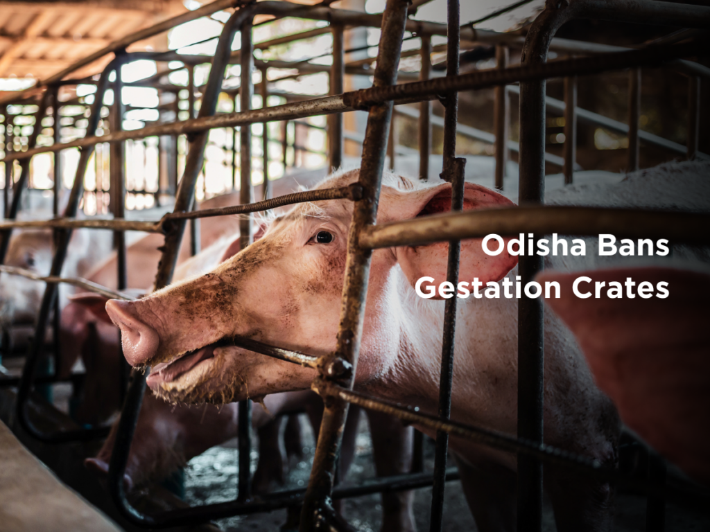 Gestation Crates Archives Mercy For Animals