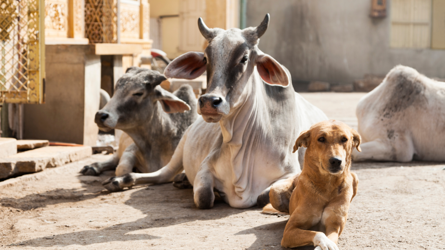 Mercy For Animals World’s Leading Farm Animal Rights and Vegan