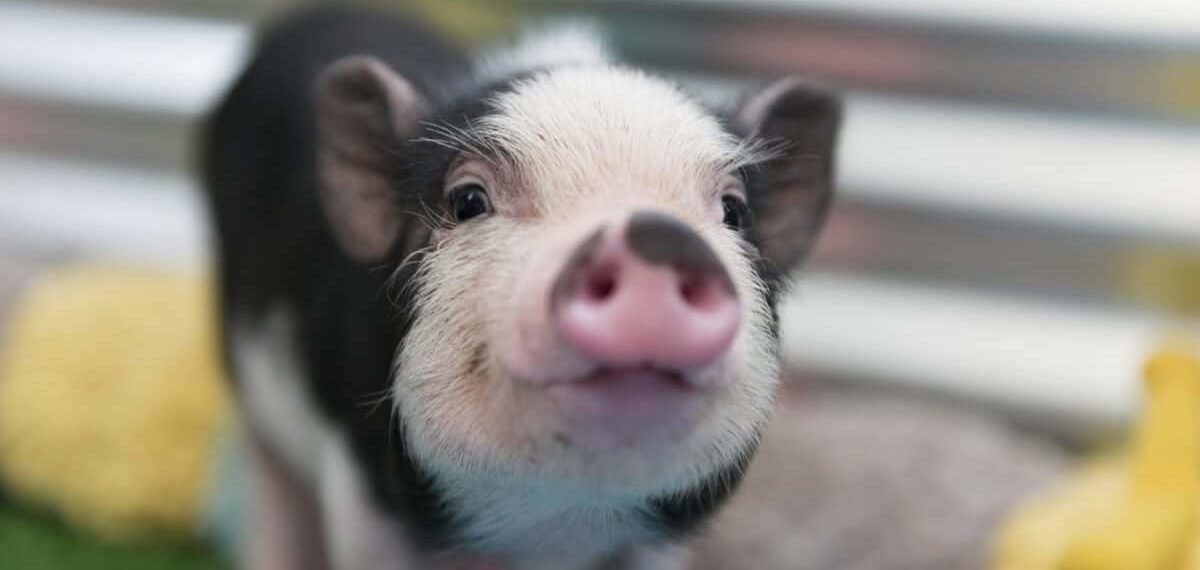 10 dicas da equipe da Mercy For Animals no Brasil para você se tornar vegano