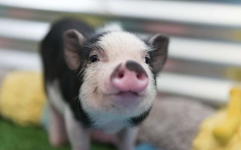 10 dicas da equipe da Mercy For Animals no Brasil para você se tornar vegano