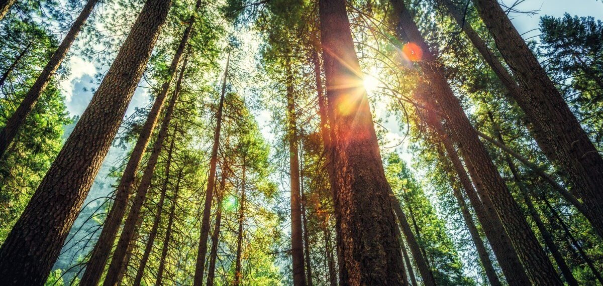 8 fatos que mostram que um mundo vegano é melhor