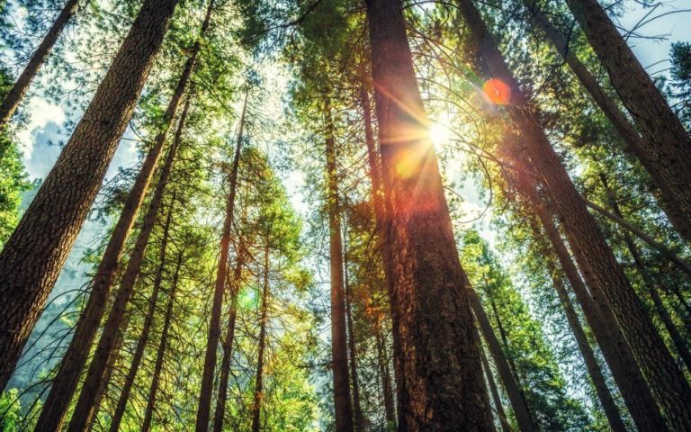 8 fatos que mostram que um mundo vegano é melhor