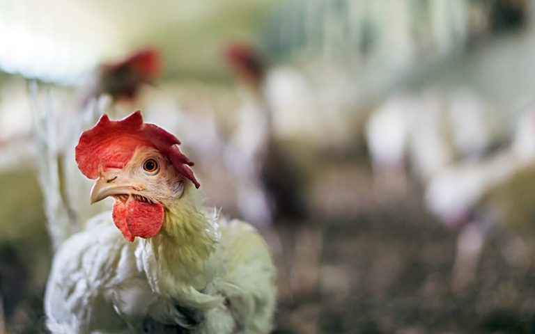 15 substitutos para ovos para veganos fazerem qualquer receita