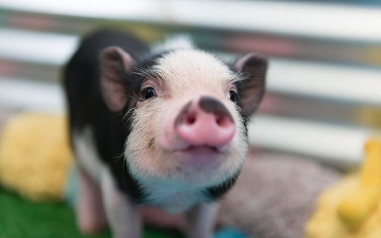 Veganos salvam (bem mais que) 30 animais por ano!