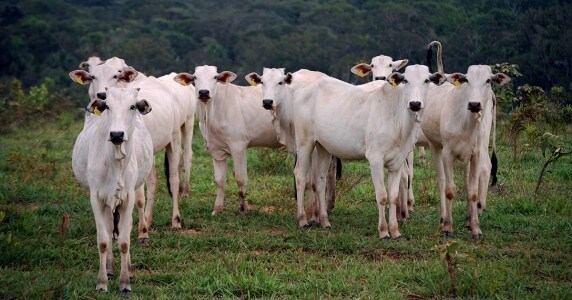 15 mil cientistas estão nos pedindo para parar de comer carne