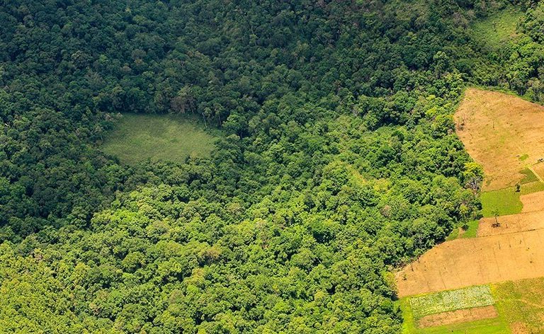 Salvar a Amazônia? Não se você ainda come carne…