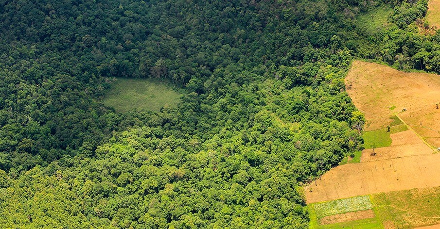 Salvar a Amazônia? Não se você ainda come carne…