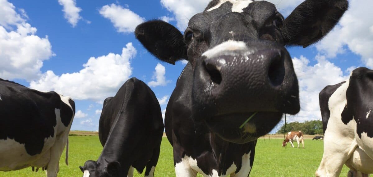 Do Bem entra no mercado de leites vegetais