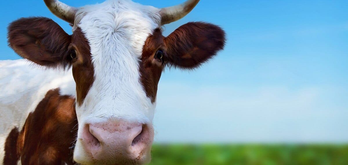 Fazendeiro que não conseguia matar bois transforma sua fazenda em empreendimento vegano