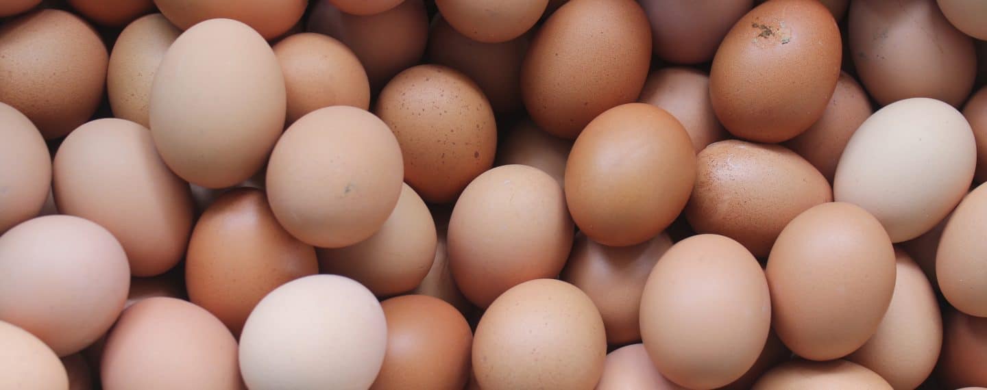 Estudo conclui que o consumo de ovos pode aumentar o risco de doença cardíaca e morte prematura