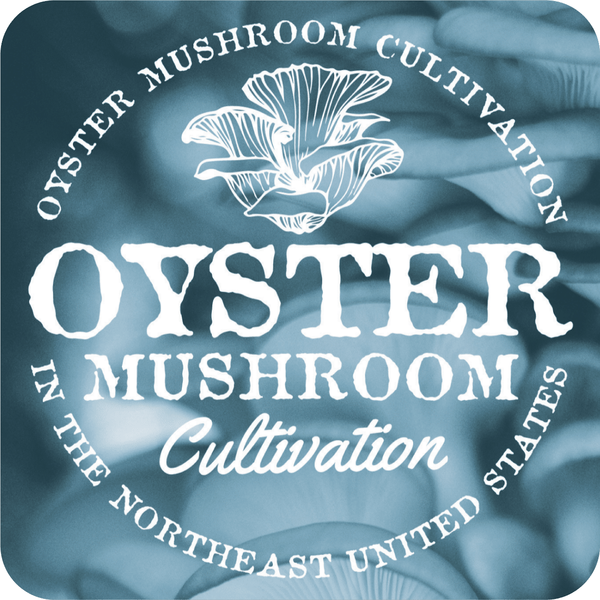Oyster Mushroom Cultivation