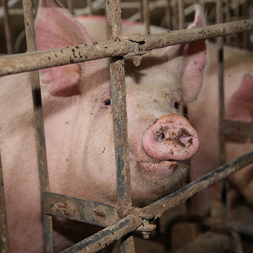 Meat Industry Consolidation in the United States Volunteer Resource Hub