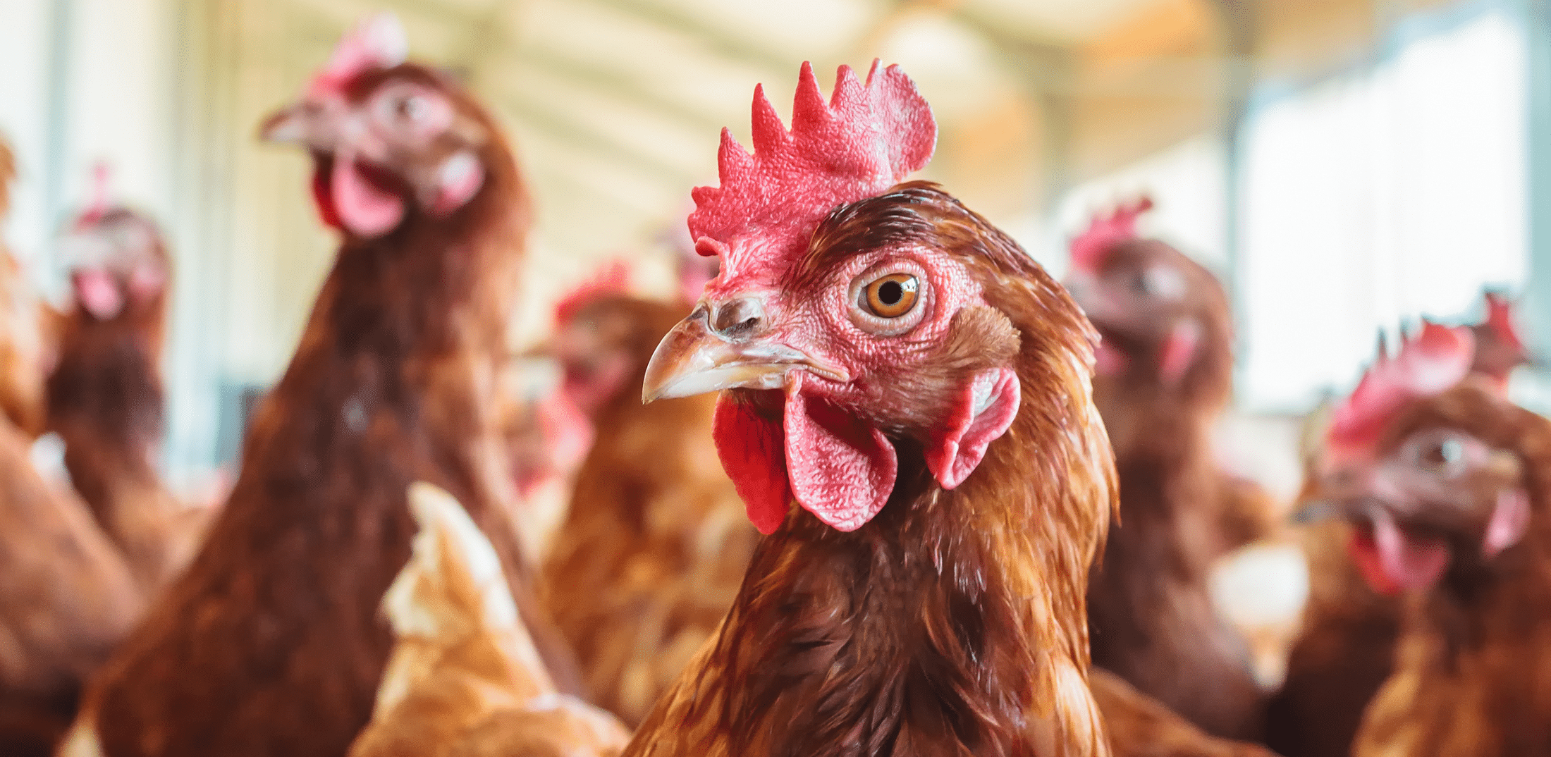 Thousands of Birds Killed, Farmer Livelihoods Jeopardized by Cooks Venture Closure