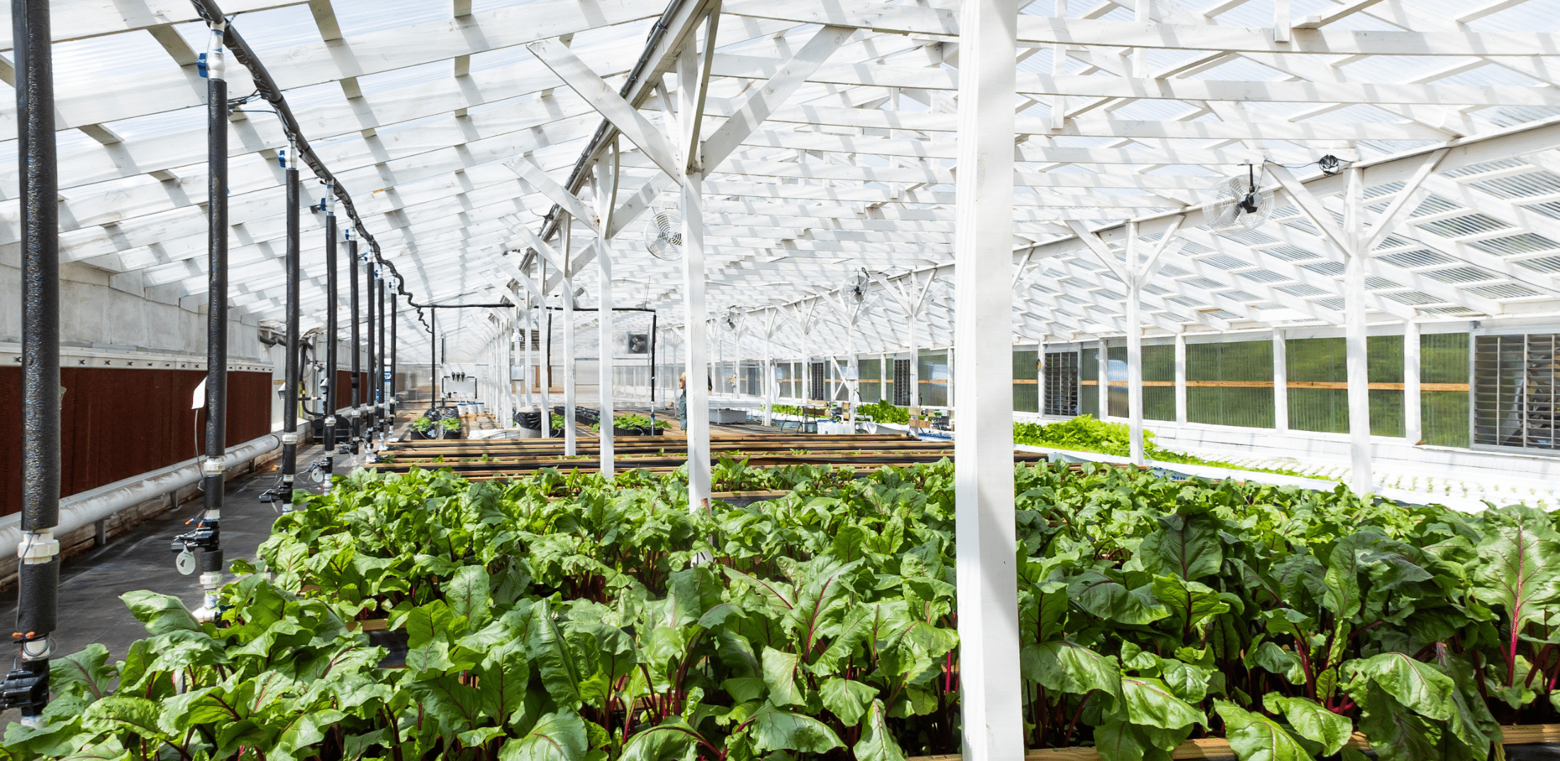 Farm Transitions Strengthen the Future of Agriculture