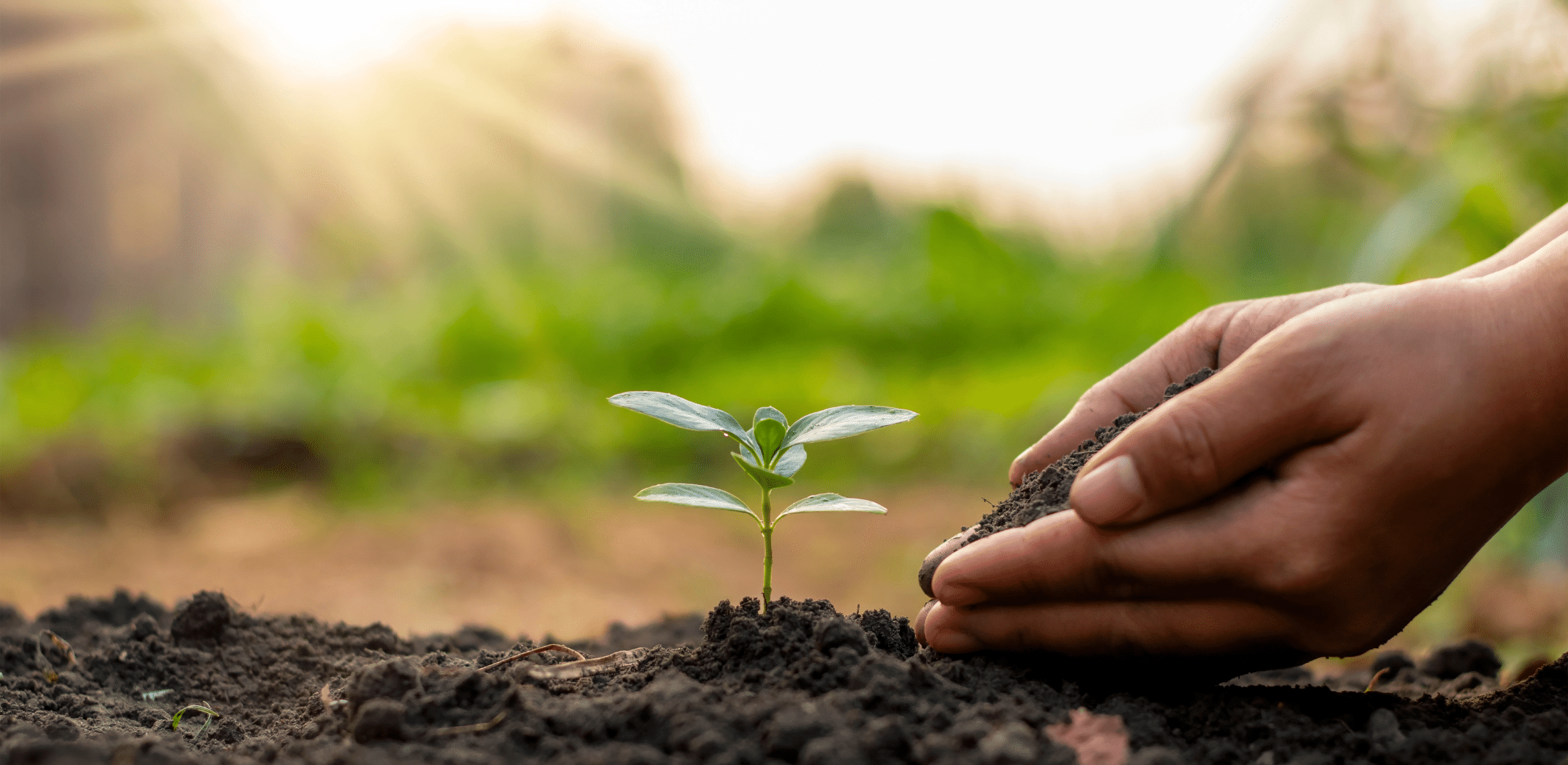Modern Agriculture: Rooted In Black History