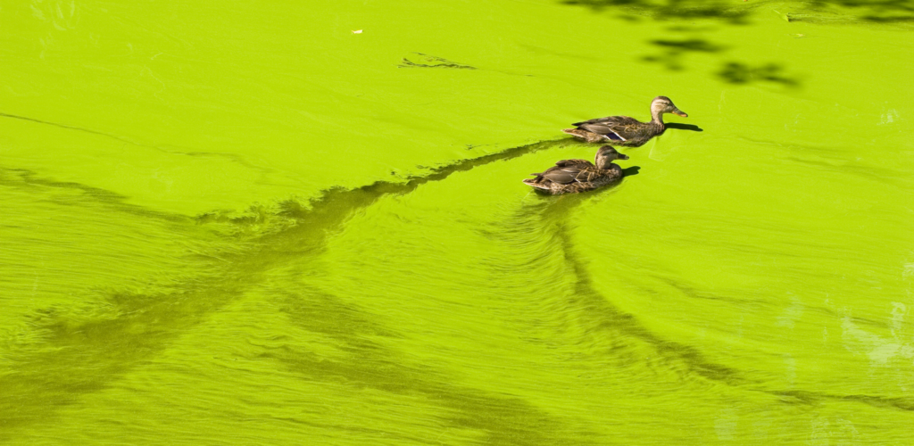 Algae blooms can cause dead zones in our oceans.