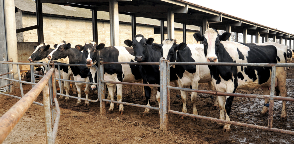 feedlot dairy