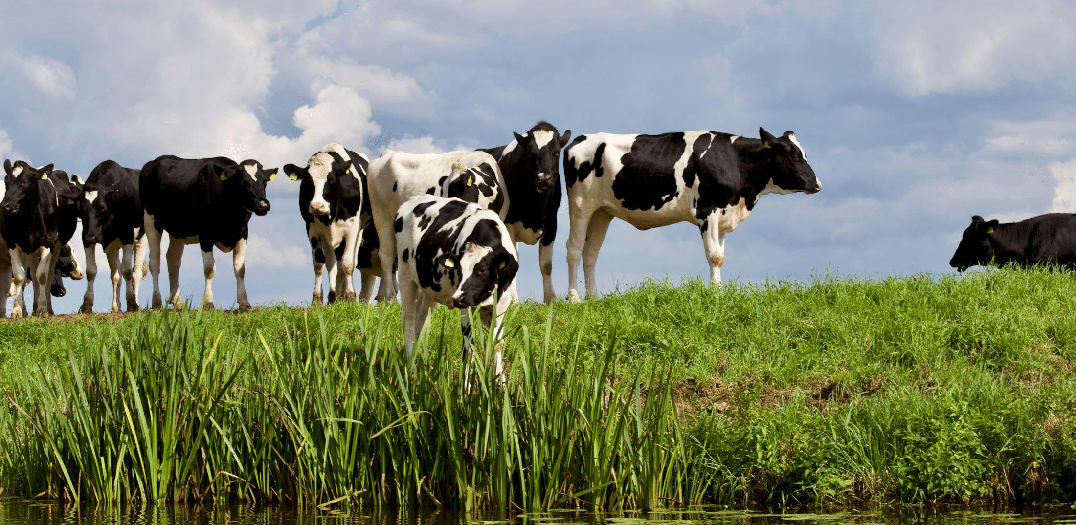 Why Small Dairy Is Disappearing—and How Farmers Are Fighting Back