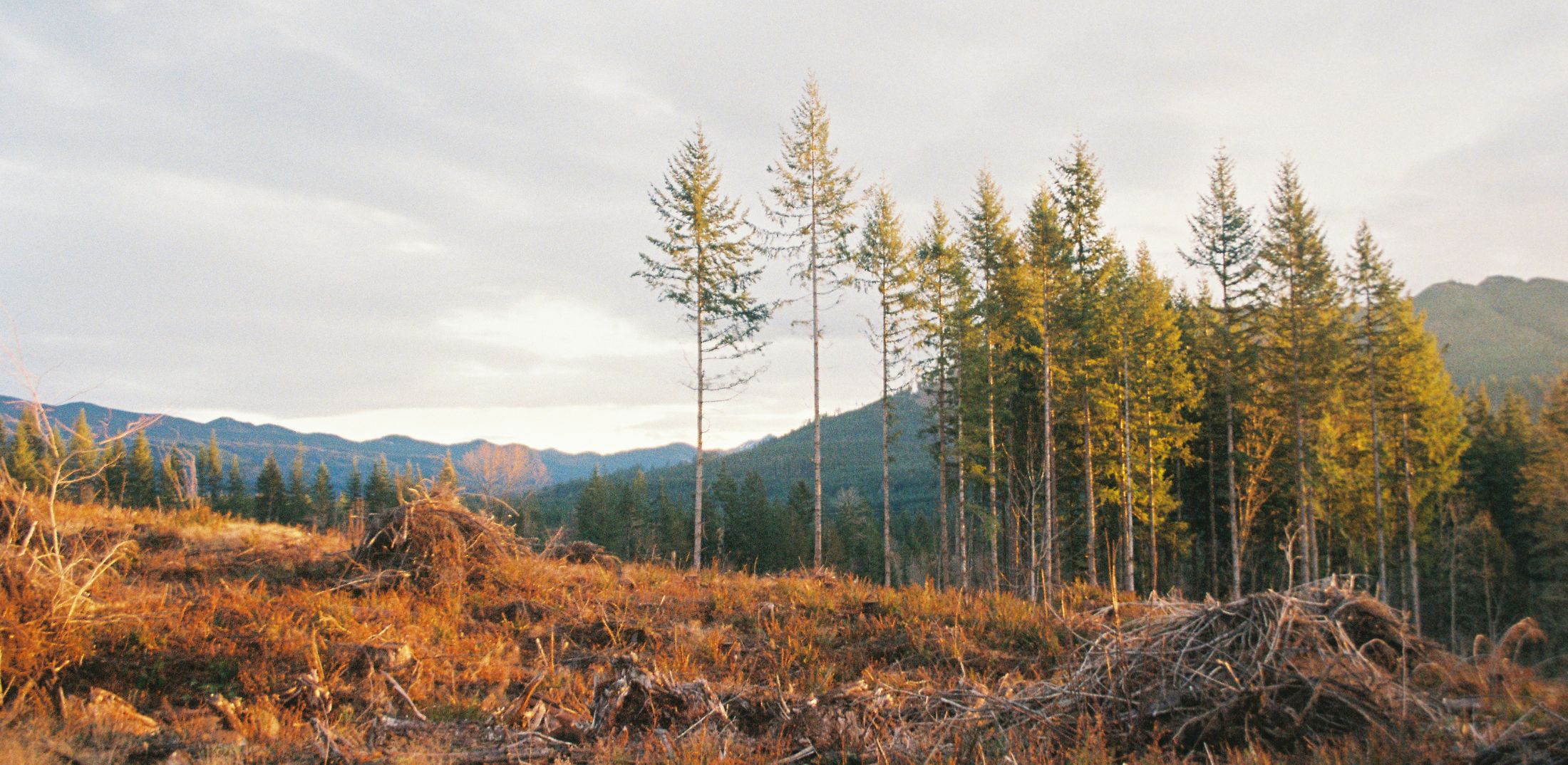 Is the Food on Our Plates Driving Global Deforestation?