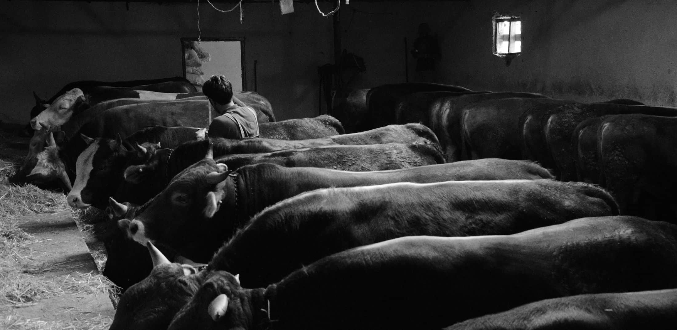 A Legacy of Suffering in Meat-Processing Plants