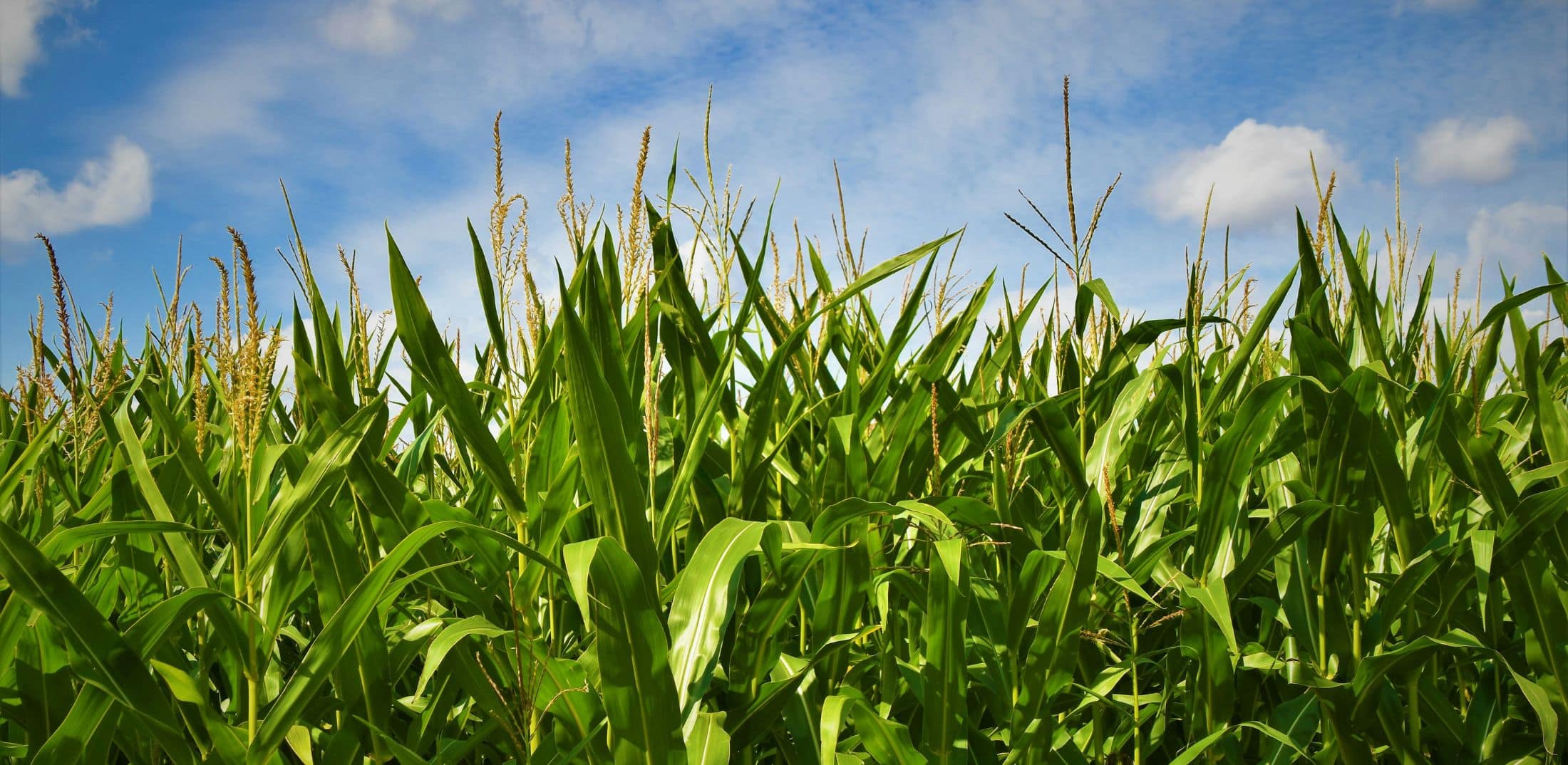 The Problem with Monocultures