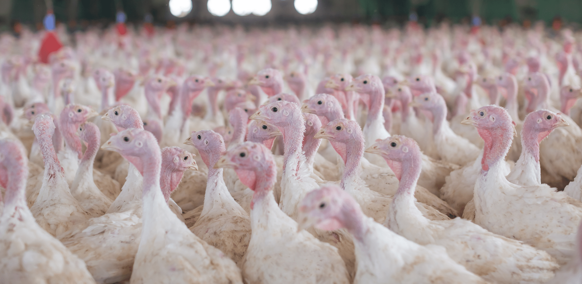 Behind the Feast: The Hollow Bounty of a Monopolized Food System