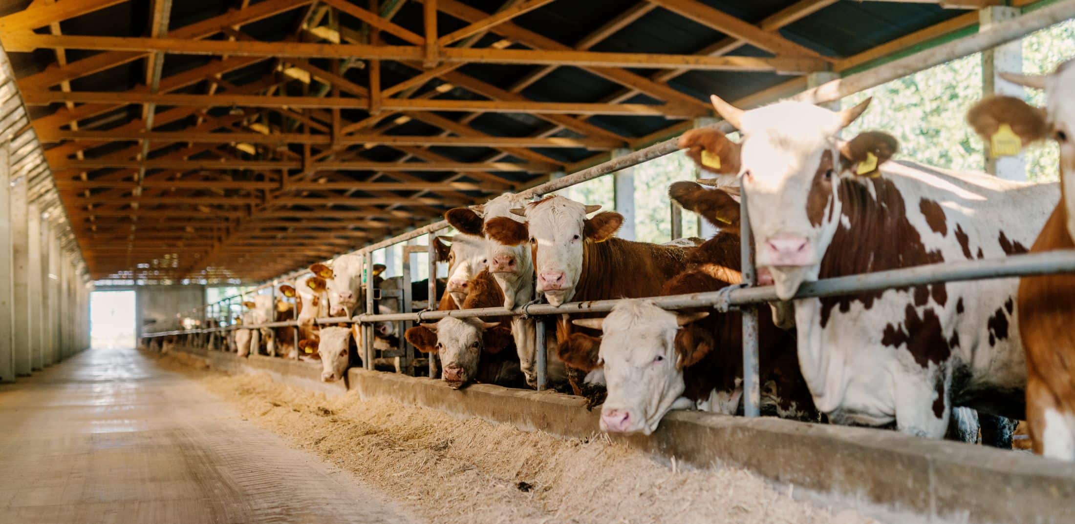 Big Ag’s Big Lies: Debunking the Meat Industry’s Green Myths