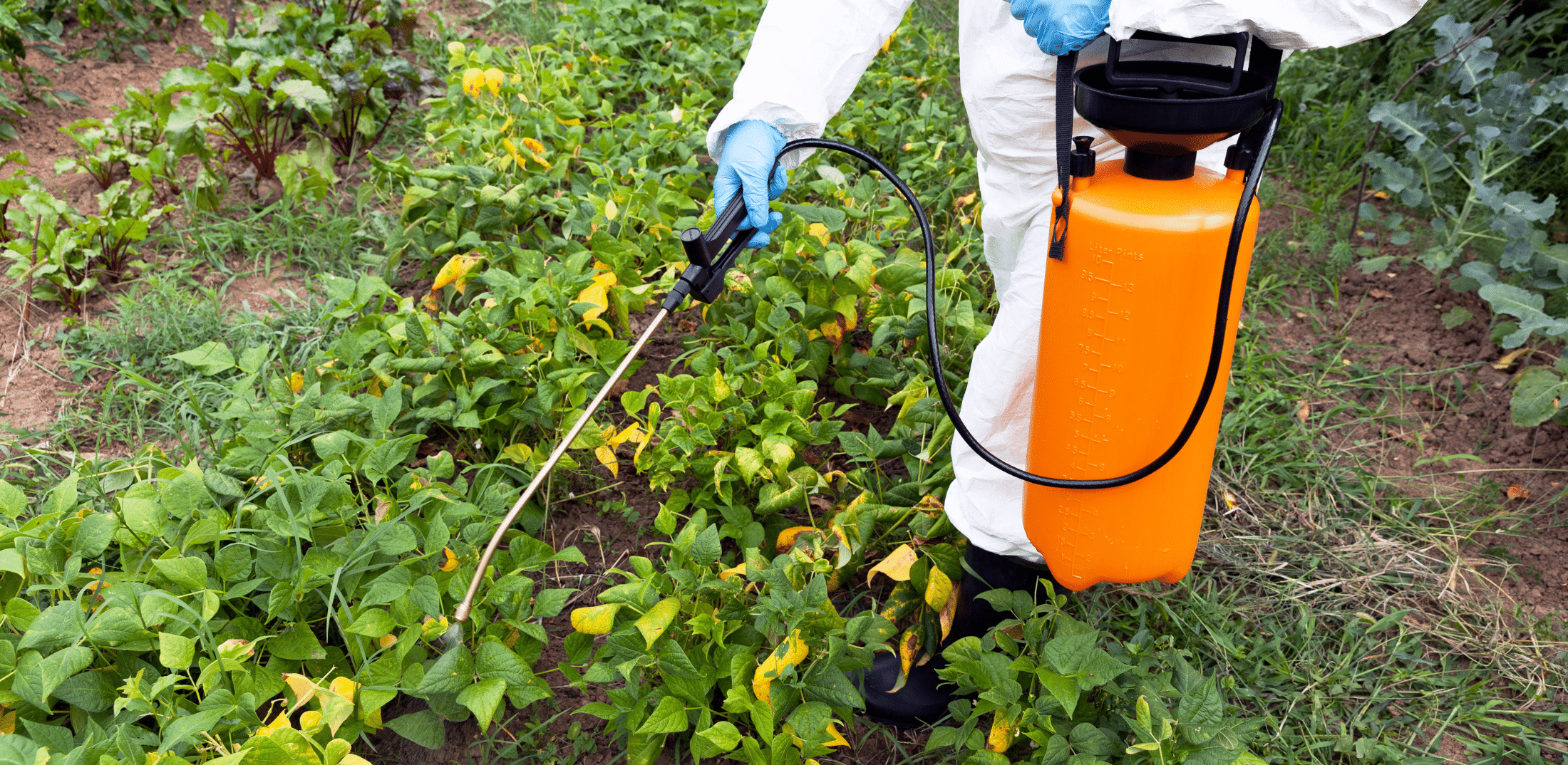 What Does Glyphosate Have to Do With Factory Farming?