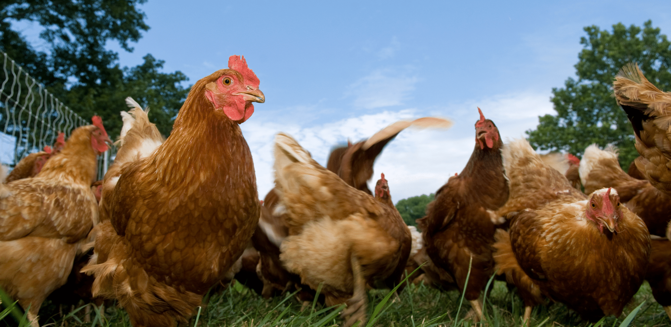 What Does Regenerative Agriculture Really Mean?