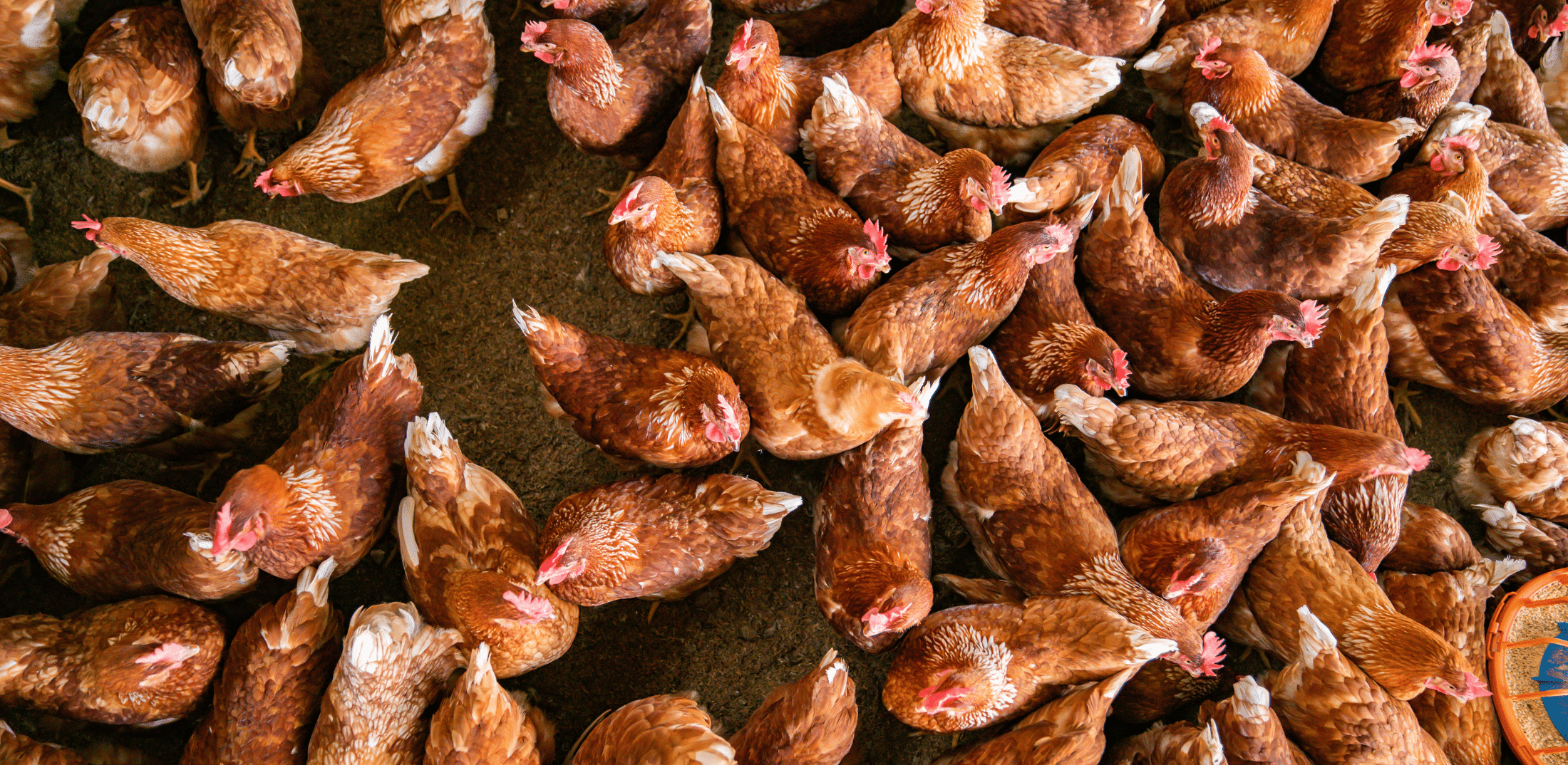 Meet the Neighbors: the New 20,000 Chicken Facility Next Door
