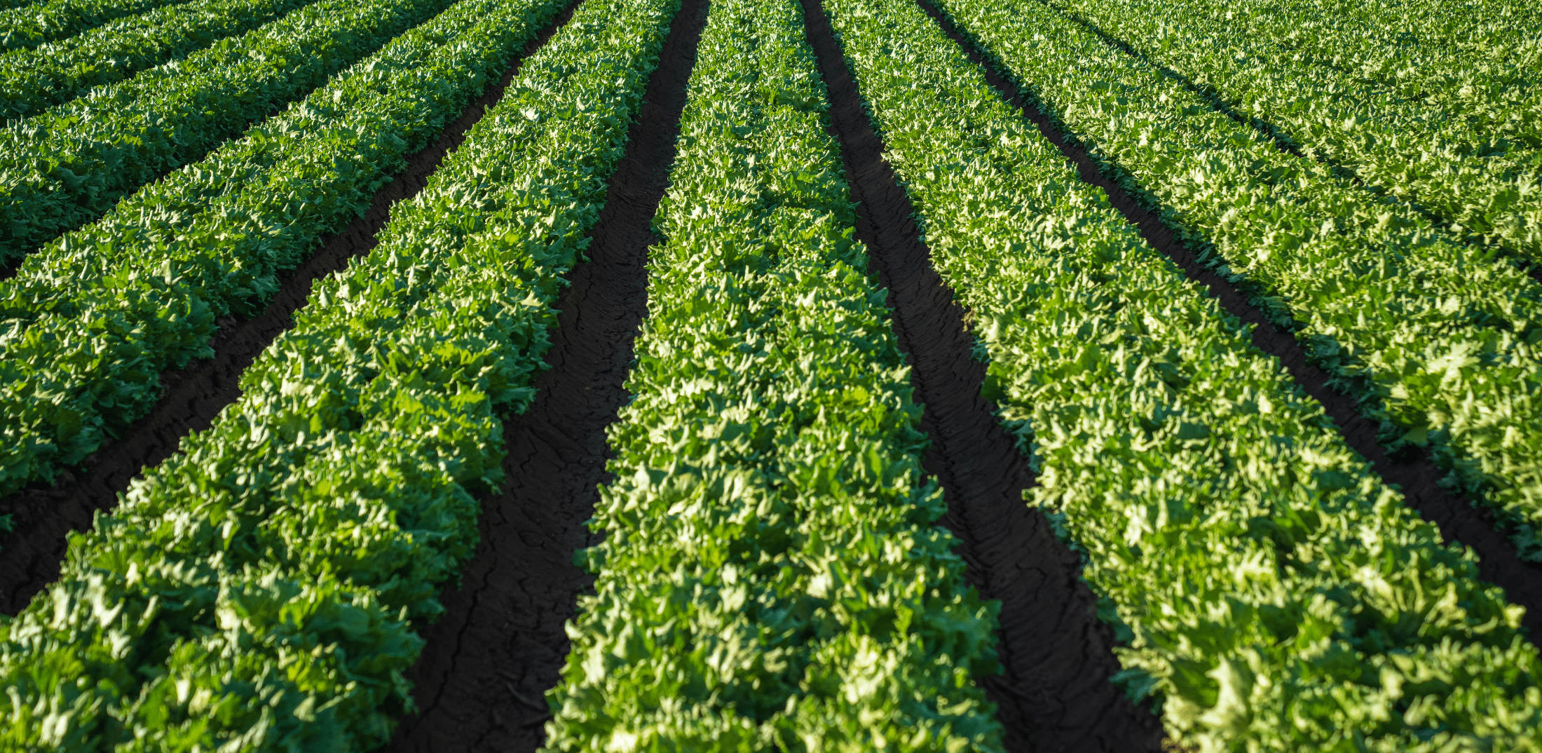 What the Cyclospora Outbreak Tells Us About Our Food System